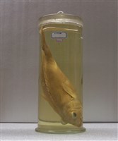 藏品(條紋石鱸)的圖片